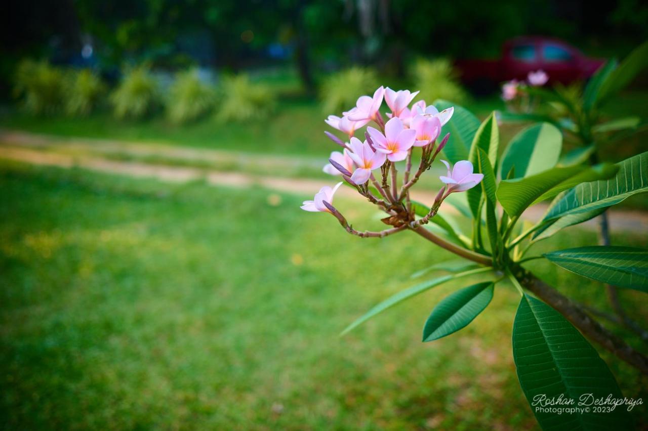 Kakulanda Resort Kurunegala Dış mekan fotoğraf