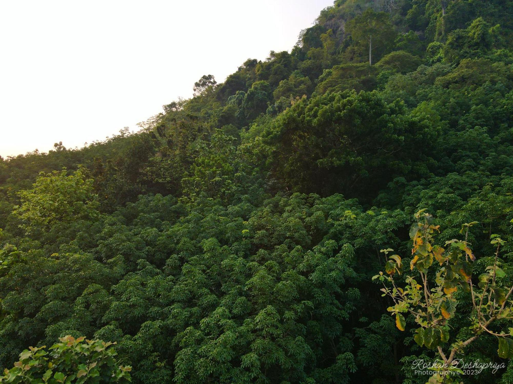 Kakulanda Resort Kurunegala Dış mekan fotoğraf